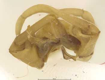 Media type: image;   Entomology 11254 Aspect: genitalia